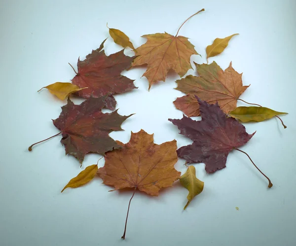 Maple leaves isolate laid out in a circle