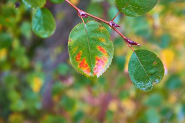 Yağmurdan sonra güzel çok renkli kırmızı yelow ve yeşil yaprak yakından görünümü