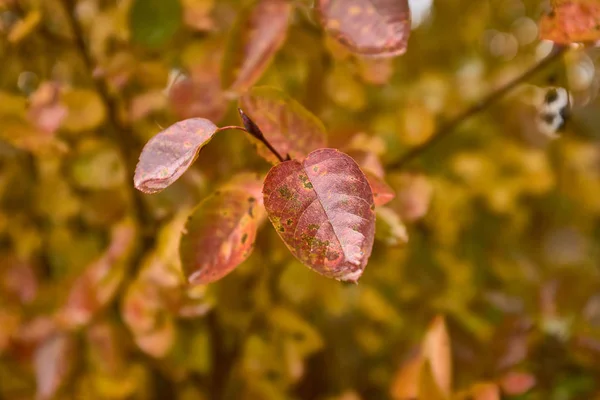 Close up view of beautiful multicolored red yelow and orange leaf after rain — Stock Photo, Image