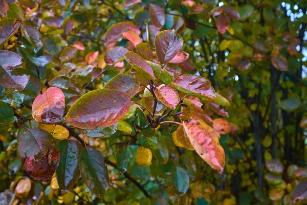 Hojas de otoño brillantes en el árbol después de la lluvia Imagen de archivo