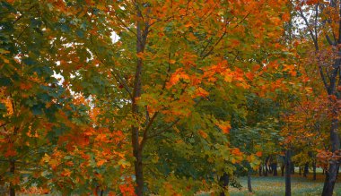Sonbahar akçaağaç yaprakları doğal güzel renklerle