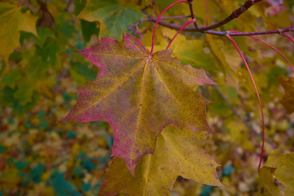 Folhas de bordo de outono com cor bonita natural — Fotografia de Stock