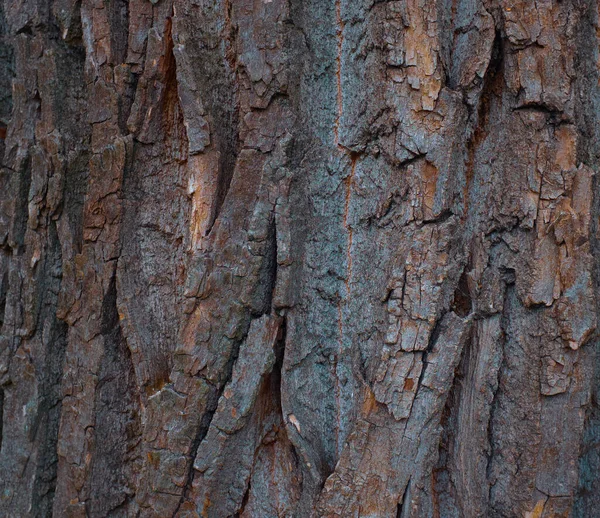 Uma textura de casca de árvore muito antiga em uma árvore grande — Fotografia de Stock