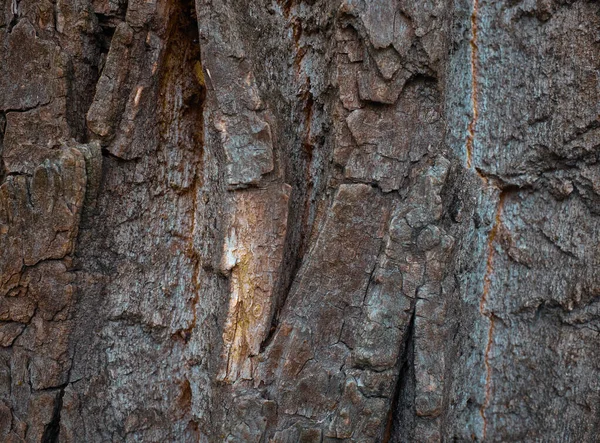 Uma textura de casca de árvore muito antiga em uma árvore grande — Fotografia de Stock