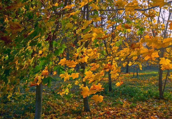 Coloridas hojas de arce de otoño en un árbol —  Fotos de Stock