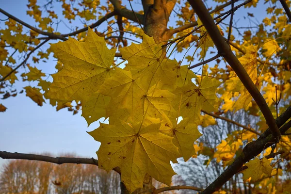 Gelber Herbst-Ahorn blättert auf einem Baum — Stockfoto
