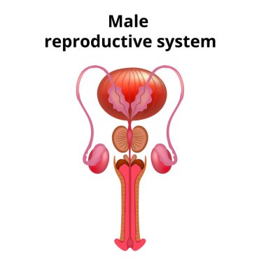 Erkek üreme sisteminin anatomi vektör çizim.