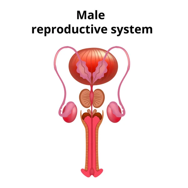 Vectorillustratie van anatomie van de mannelijke reproductieve systeem. — Stockvector