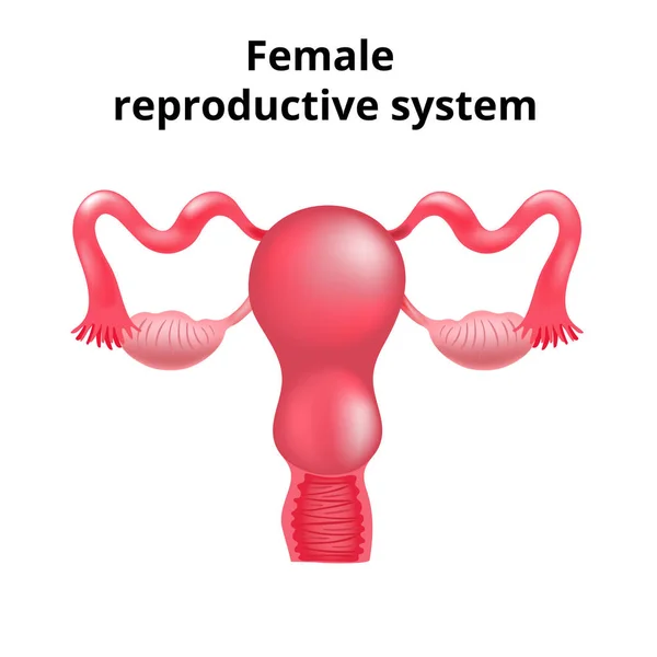 Ilustración del sistema reproductor femenino. Anatomía humana — Vector de stock