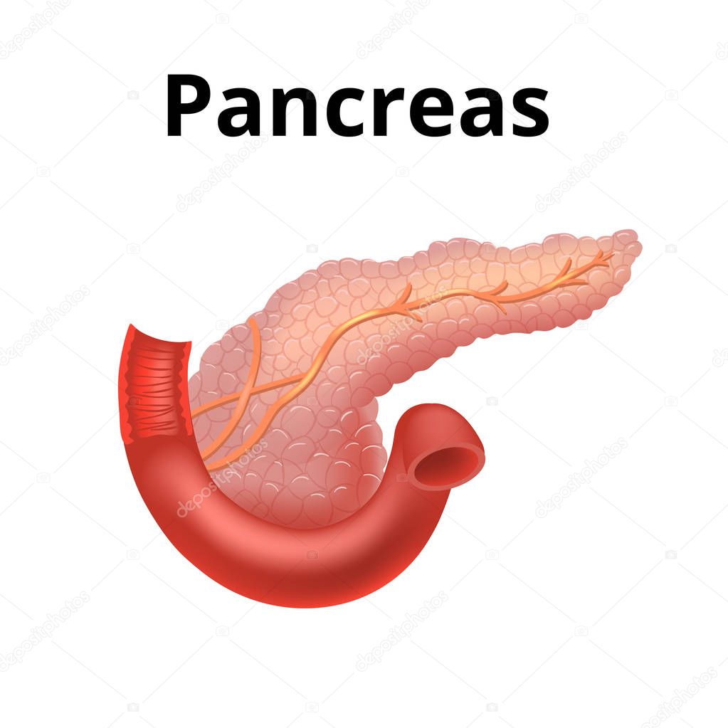 Illustration of Pancreas icon in realistic style isolated on white background. Organs symbol stock vector illustration.