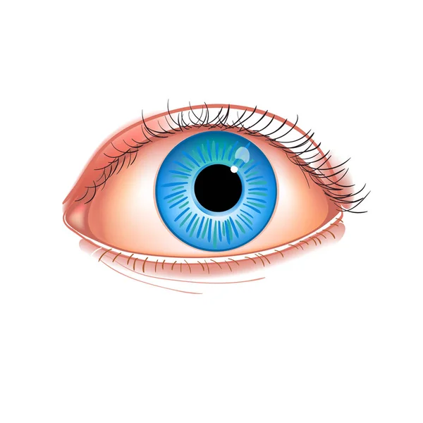 Um olhar humano realista de perto. Azul olho humano isolado na ilustração do vetor fotorealista branco —  Vetores de Stock