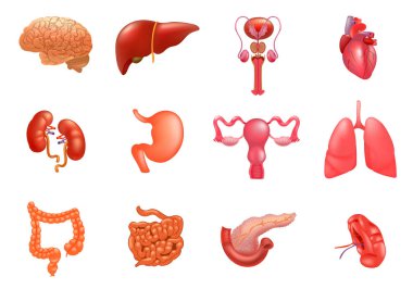 Vektör iç organları Icon set