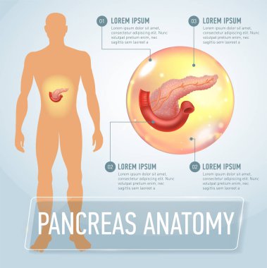 Vector pancreas infographics banner illustration. Medical Poster clipart