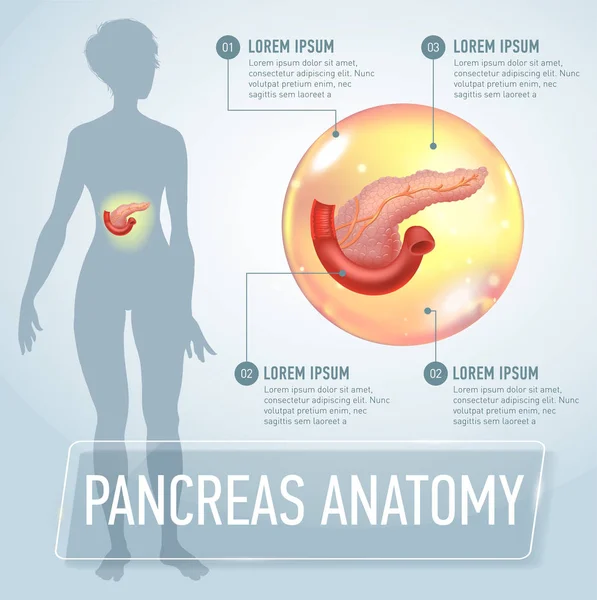 Ilustração da bandeira infográfica do pâncreas vetorial. Cartaz médico —  Vetores de Stock