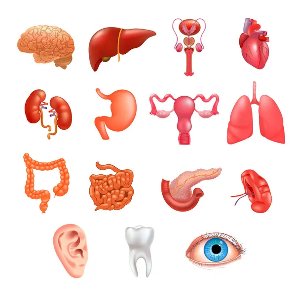 Vector internal organs icon set — Stock Vector