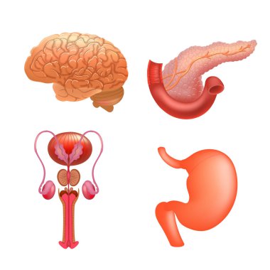 Vektör iç organları Icon set