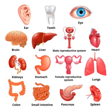Vektör iç organları Icon set