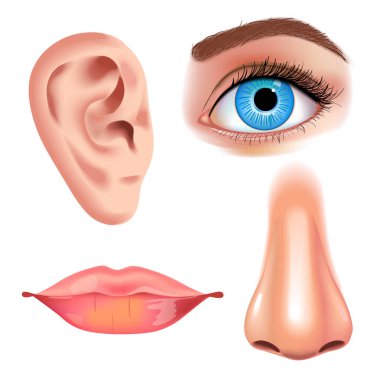 İnsan biyolojisi, organların anatomisi illüstrasyon. gerçekçi tarzı. Bak ile burun yüz detaylı öpücük veya dudaklar ve kulak, göz veya görünümü.