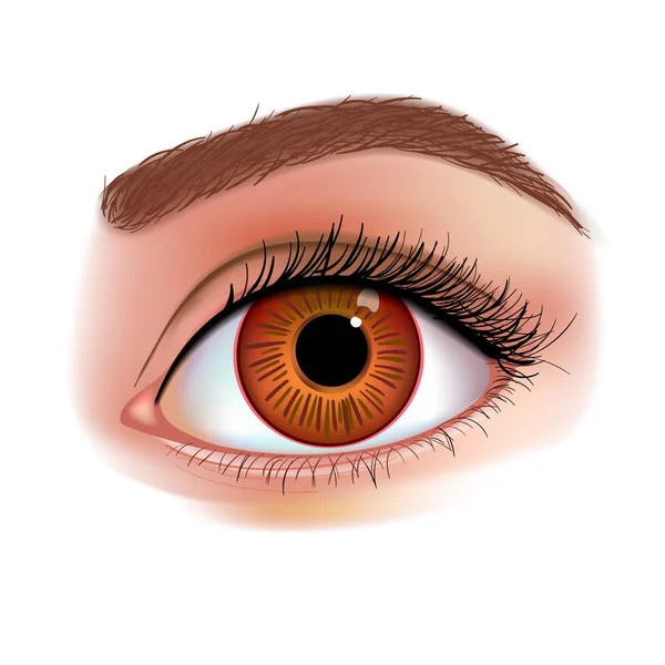 Ojo de mujer ilustración vector realista — Vector de stock