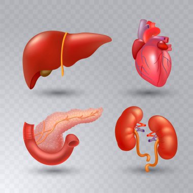Gerçekçi tarzda vektör iç organları gerçekçi Icon set.