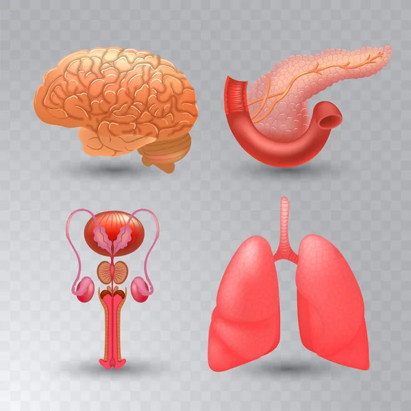 Векторные внутренние органы реалистичный набор икон в реалистичном стиле . — стоковый вектор