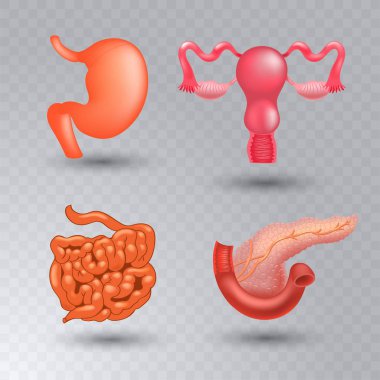 Gerçekçi tarzda vektör iç organları gerçekçi Icon set.