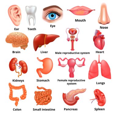 Vektör büyük iç organları gerçekçi Icon set