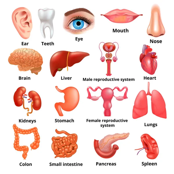 Vector grote inwendige organen realistische pictogramserie — Stockvector