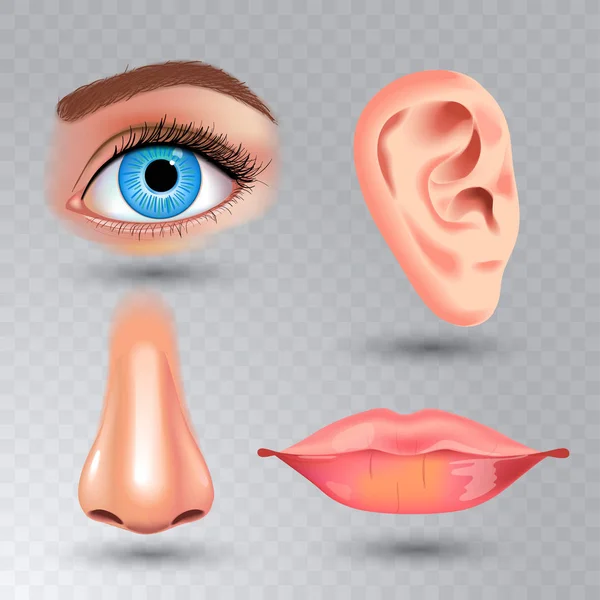 Biologie humaine, anatomie des organes illustration. style réaliste. visage baiser détaillé ou lèvres et oreille, oeil ou vue, regarder avec le nez . — Image vectorielle