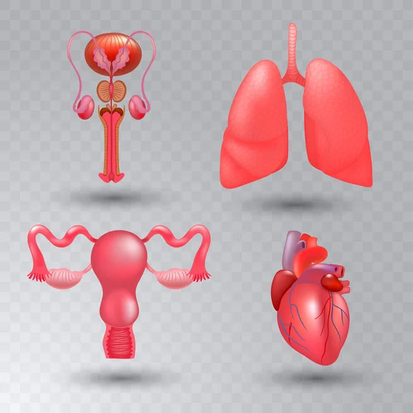 Organi interni vettoriali icona realistica impostata in stile realistico . — Vettoriale Stock
