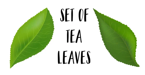 Tea levelek csepp elszigetelt fehér background. Gyűjtemény. Teljes mélységélesség. — Stock Vector