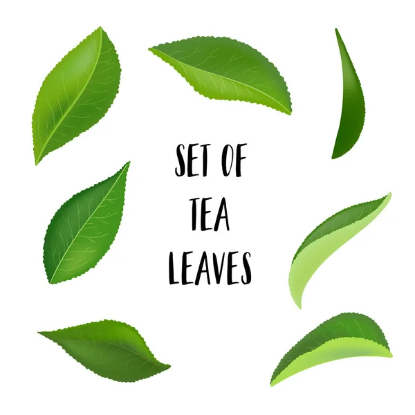 Tea levelek csepp elszigetelt fehér background. Gyűjtemény. Teljes mélységélesség. — Stock Vector