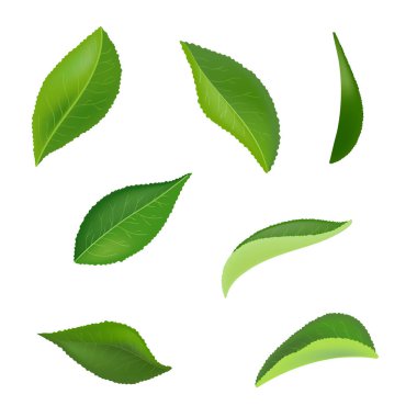 Beyaz bir arka plan üzerinde izole damla çay yaprakları. Koleksiyon. Tam alan derinliği.