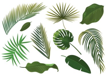 Tropikal bitki yaprak küme. Gerçekçi palmiye yaprakları.