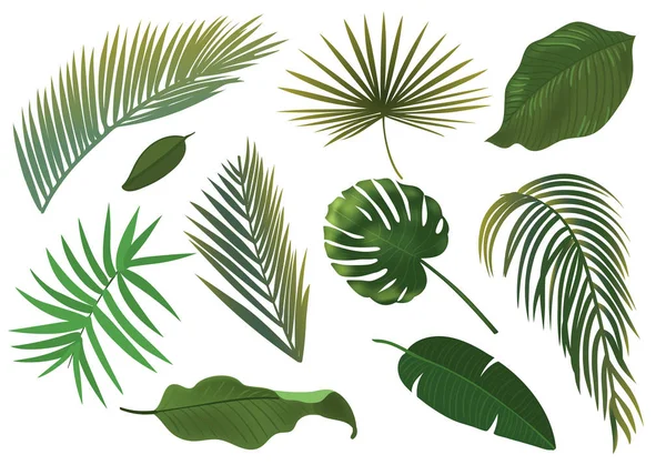 Conjunto de hojas de plantas tropicales. Hojas de palma realistas . — Vector de stock