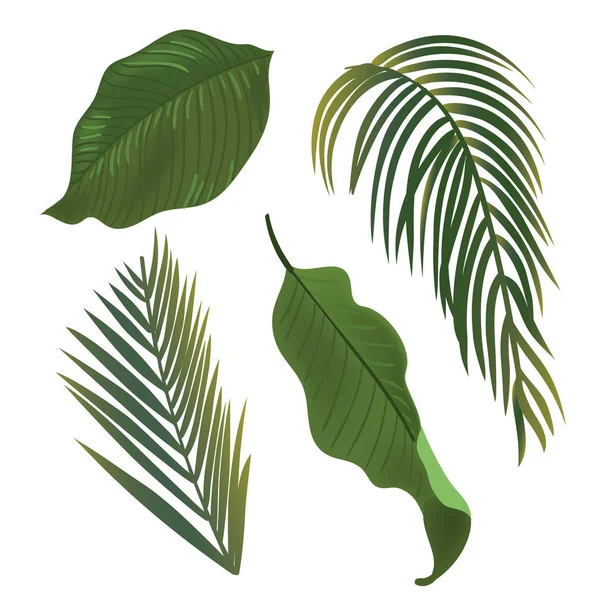 Tropisk växt blad Set. Realistiska palmblad. — Stock vektor