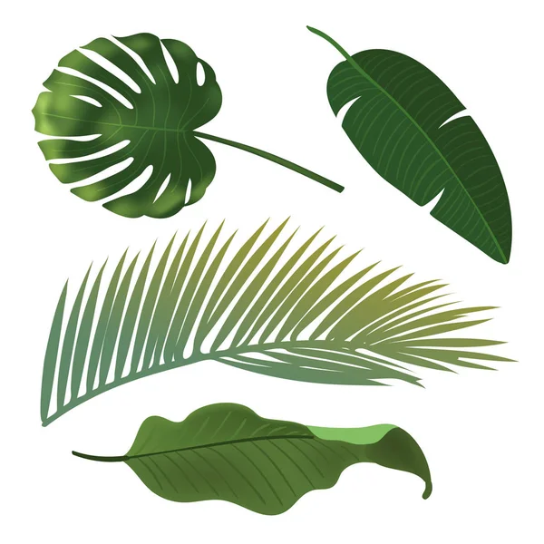 Tropikal bitki yaprak küme. Gerçekçi palmiye yaprakları. — Stok Vektör