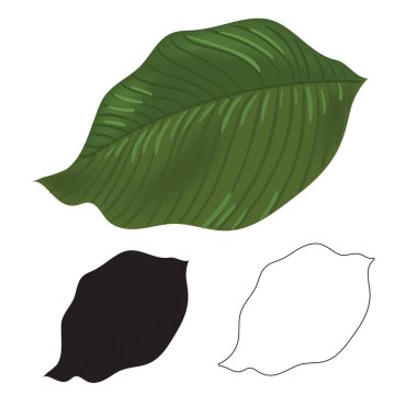 Siyah ve beyaz egzotik tropik palmiye yaprağı izole. Elle çizilmiş kroki çizim.