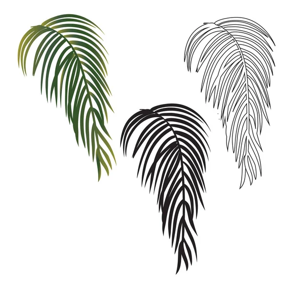 Siyah ve beyaz egzotik tropik palmiye yaprağı izole. Elle çizilmiş kroki çizim. — Stok Vektör
