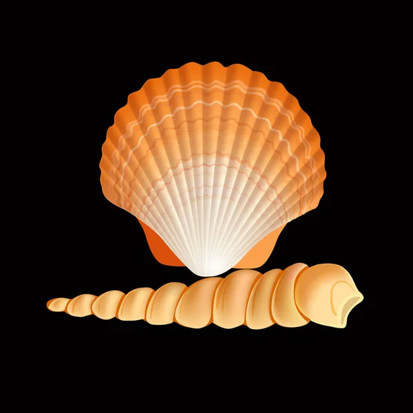 Vieira Seashell Vector. Vieiras realistas Shell aislado sobre fondo negro Ilustración — Vector de stock