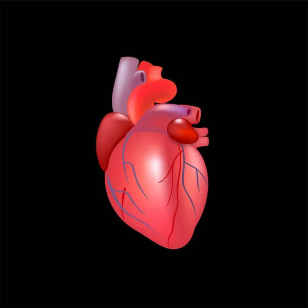 Realistic human heart isolated on white background. Stock Vector Image