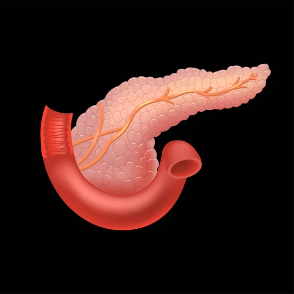 Icono de páncreas en estilo realista aislado sobre fondo negro. Organos símbolo stock vector ilustración . — Vector de stock