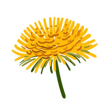 Vektör görüntü. Turuncu krizantem. Bir çiçek açması renkli kroki sarı çiçek.