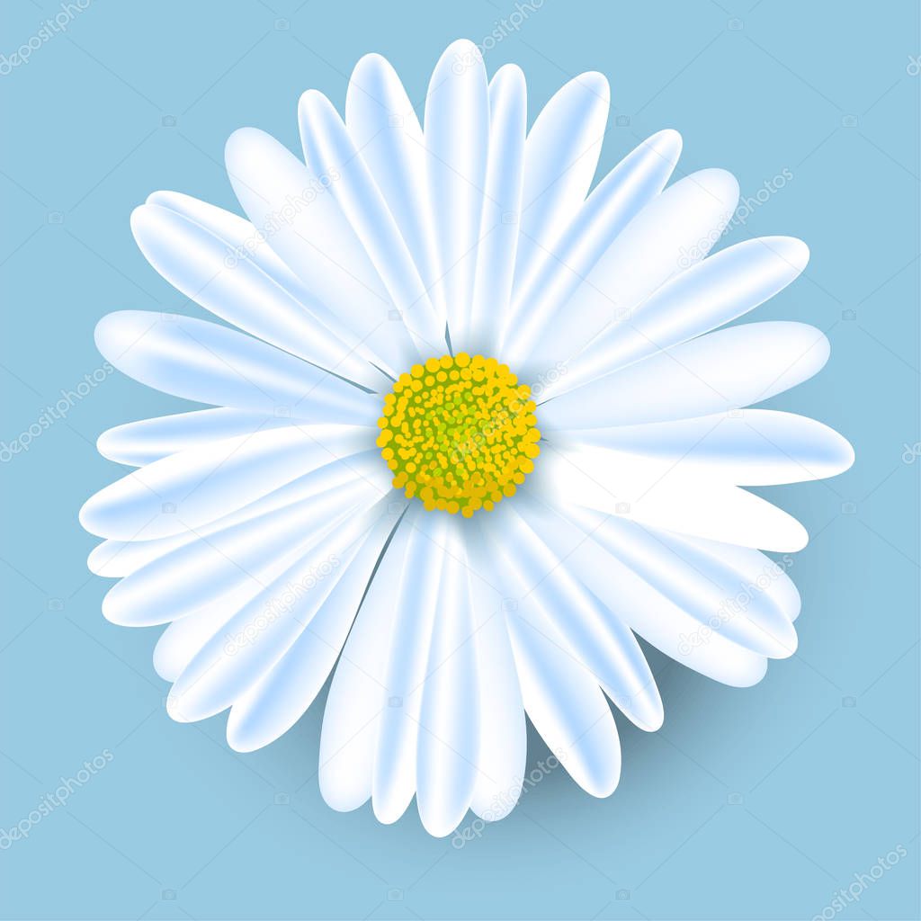 Vector white chamomile flower isolated on blue background. Realistic vector daisy. Background design for herbal tea, natural cosmetics, health care products, aromatherapy, homeopathy, textile.