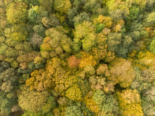 Autumn forest seen from above
