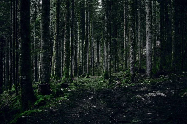 Mystical Dark Mountain Forest Frightening Trees Forest Trail — Stock Photo, Image