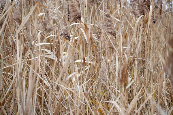 Stevig Riet Horizontale Structuur Gele Textuur Achtergrond — Stockfoto