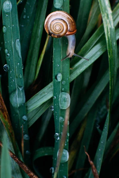 Snail Morning Grass Forest — Stock Photo, Image