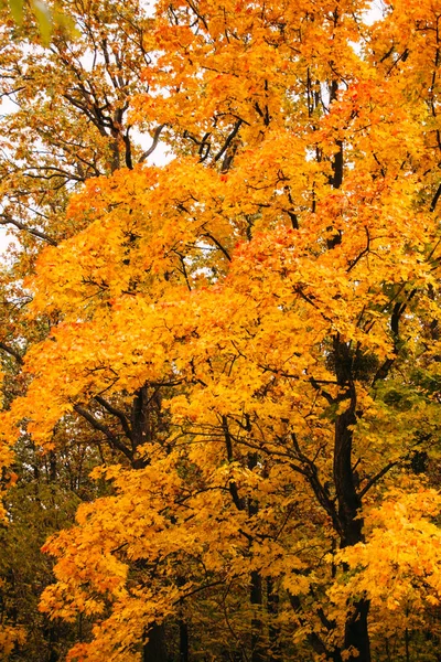 Yellow Autumn Tree Large Park Stock Picture