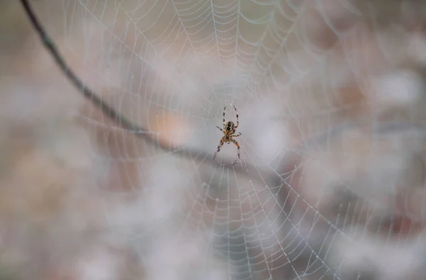 Egy Nagy Pók Hálón Egy Ködös Fenyőerdőben Hálót Harmatcseppek Borítják — Stock Fotó